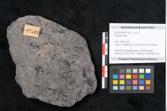 Foto (Objekt + Etikett) von Plantae indet.  (NHMW-GEO-2024-0188-11519)